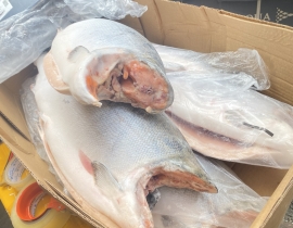 CÁ HỒI AYSEN COHO HIỆU ÔNG GIÀ  SIZE 4-6 KG/ CON