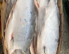 CÁ HỒI AYSEN COHO HIỆU ÔNG GIÀ  SIZE 4-6 KG/ CON