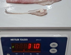 MỰC TRỨNG 15UP LÀM SẠCH TÚI 5KG ĐỦ KG