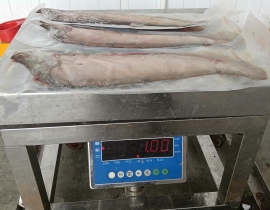CÁ THÁC LÁC RÚT XƯƠNG - KHÔNG TẨM ỚT - DỒN CHẢ SIZE 3 CON