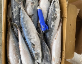 CÁ SABA NHẬT MAKURAZAKI 600-900 THÙNG 15KG