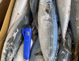 CÁ SABA NHẬT MAKURAZAKI 600-900 THÙNG 15KG