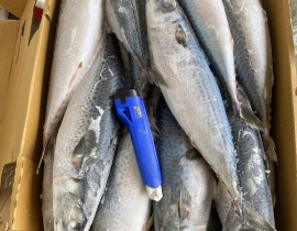 CÁ SABA NHẬT MAKURAZAKI 600-900 THÙNG 15KG