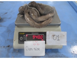 BẠCH TUỘC MAZZA 200g-3kg/con