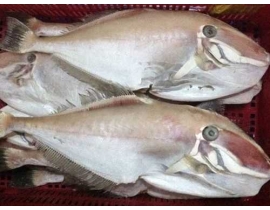 CÁ BÒ DA LÀM SẠCH MẠ BĂNG