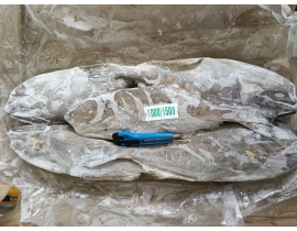 CÁ BÒ DA NHẬP KHẨU 1000-1500G ĐỦ KG