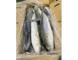 CÁ CAM NHẬT 6 CON THÙNG 15 KG