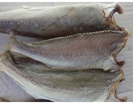 CÁ ĐÙ 1 NẮNG