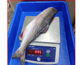 Cá hồi Pink (Nga) nguyên con