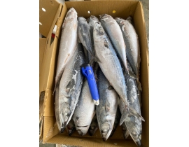 CÁ SABA NHẬT MAKURAZAKI 600-900 THÙNG 15KG