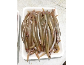 CÁ SỤN SỊN RA VỈ 500G