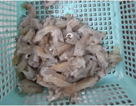 CỔ MỰC LÀM SẠCH TÚI 2KG ĐỦ KG