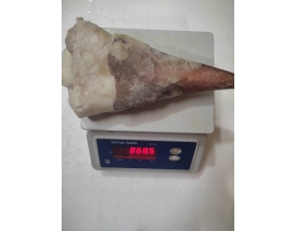 ĐUÔI MỰC NHẬP KHẨU LOẠI THƯỜNG