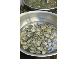 Hào Sữa Đóng Bịch