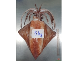 MỰC LÁ ĐẠI DƯƠNG