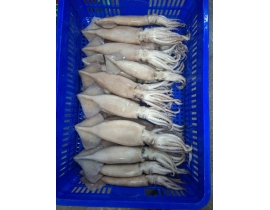 MỰC ÔNG ILEX ĐÔNG IQF SIZE 200-300G - 10 KG 