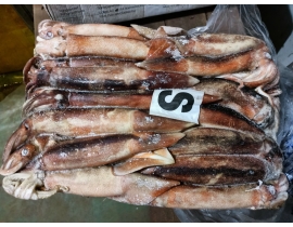 MỰC ỐNG INDO - ILEX  200-300G