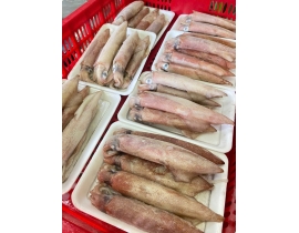 MỰC ỐNG MINO 10-12 CON / KG