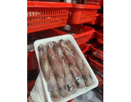 MỰC ỐNG SỐ 6,5 ( 20-25 CON/KG ) VỈ 500G ĐỦ KG
