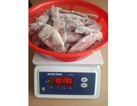 MỰC ỐNG TRÓC DA 8-12CM ĐÓNG XÔ ĐỦ KG