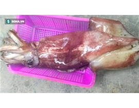 MỰC XÀ ĐẠI DƯƠNG