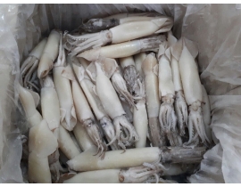 MỰC ỐNG LÀM SẠCH (ILEX) NET 7