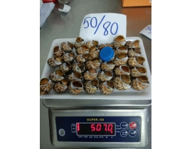 ỐC HƯƠNG QUẾ - NHẬP KHẨU