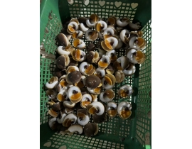 ỐC MỠ
