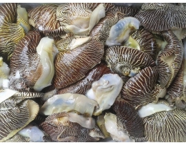 Ốc Vôi - ỐC GIÁC
