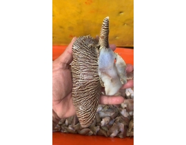 THỊT ỐC GIÁC XỊN