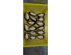 VẸM XANH NỮA MẢNH